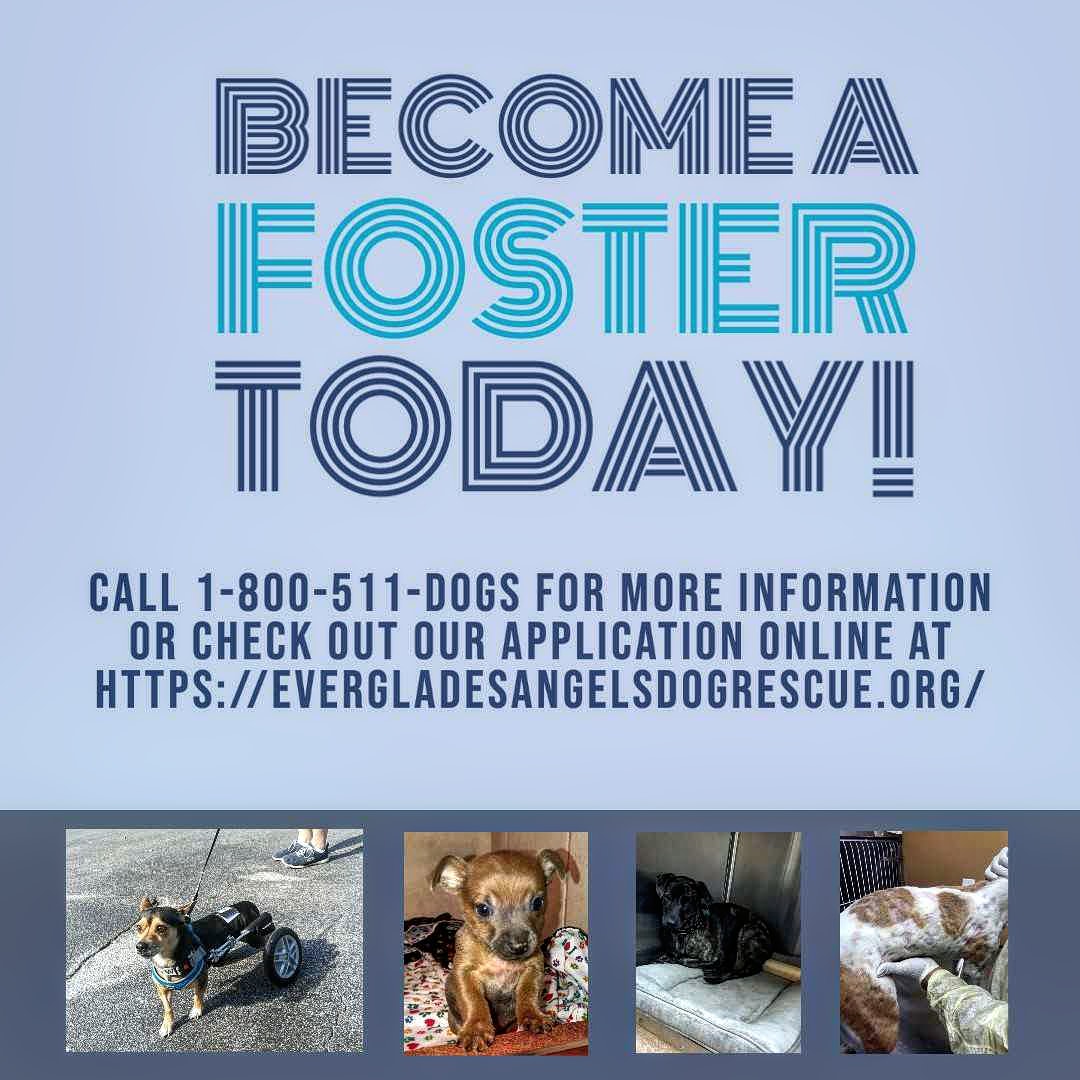 EvergladesDogs's tweet photo. FOSTERS NEEDED!⁠
⁠We have been taking in so many dogs lately and are in desperate need of fosters and volunteers. As a foster family, we provide all of the necessities while an angel dog is in your home. Please visit https://t.co/3dVRshc4c4 to fill out your application today!⁠ https://t.co/tSMm91fSaR
