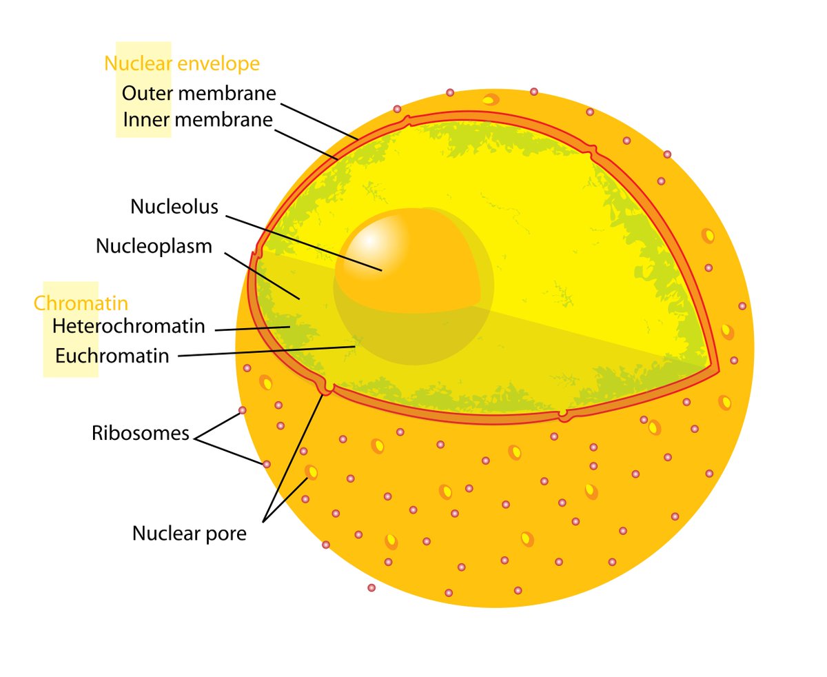 Underlying the nuclear membrane is the nuclear lamina, a mesh-like structure comprised of intermediate filaments called lamins (A, B and C). Lamins are tethered to the inner nuclear membrane. The lamins provide mechanical support & influence nuclear size and shape./21