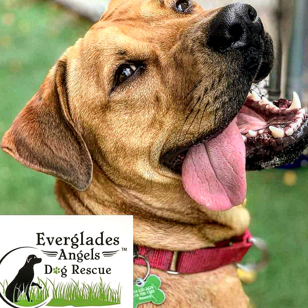 EvergladesDogs's tweet photo. It's a Chester kinda Monday! This handsome fellow has been ready and waiting for his new home! A few of his buddies were just adopted and we promised this boy that its his turn!! Please visit https://t.co/3dVRshc4c4 to fill out an application for Chester  TODAY!! https://t.co/FJrByOzCXz