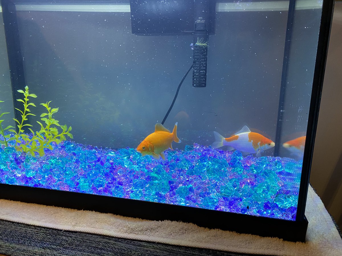 Catsemail's tweet photo. Benson and Stabler’s tank is in the basement and Mama was worried the wood stand might collapse from the tank weight after soaking in the water. So their tank was quickly drained to make it lighter and they are staying at Aunt Cheryl’s @CherylMak216 for a while. #fosterfish 1/2 https://t.co/5taX5kX0Zh