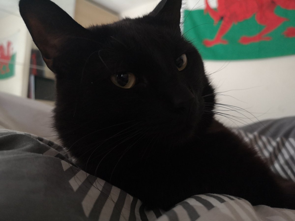 paws_sir's tweet photo. Hooman dont forget your mask today, I dont pay lackies sick pay. #paws4overlord #catsofquarantine #WearMasks #fluffywrath #BlackCat #mondaythoughts https://t.co/7brThrYiNl