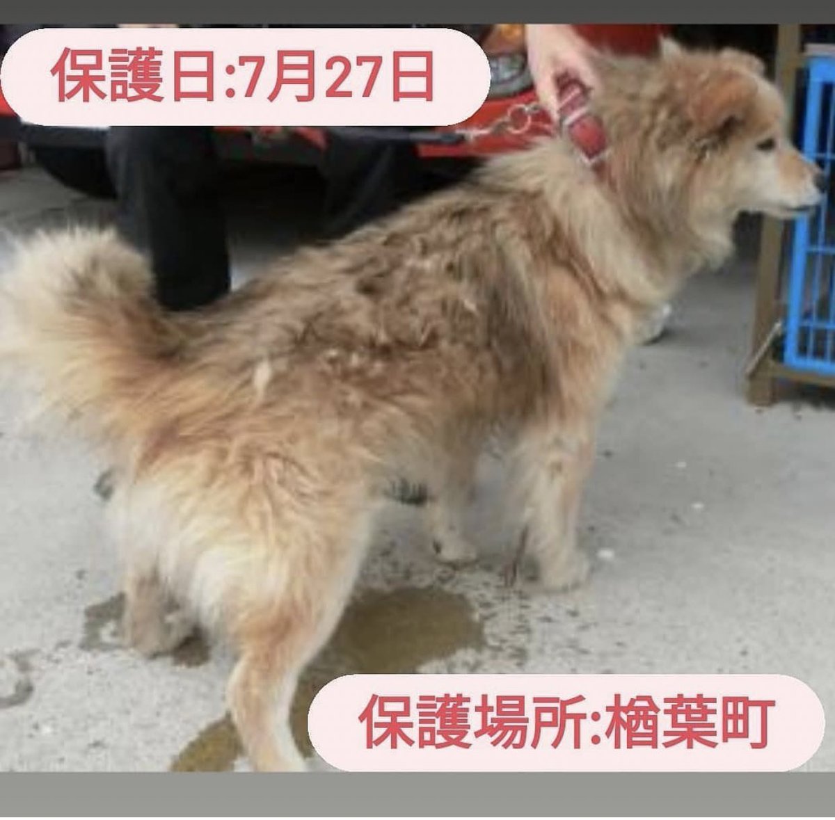 タコ ちゃん V Twitter 福島県動物愛護センター 福島県 迷子犬 殺処分ゼロ 殺処分反対 保護犬 拡散希望 犬 ワンコ いぬすたぐらむ 緊急 命の期限 一時預かりボランティア 福島 福島県 栃木 宮城 茨城 新潟 里親募集 里親様募集 雑種 迷子犬