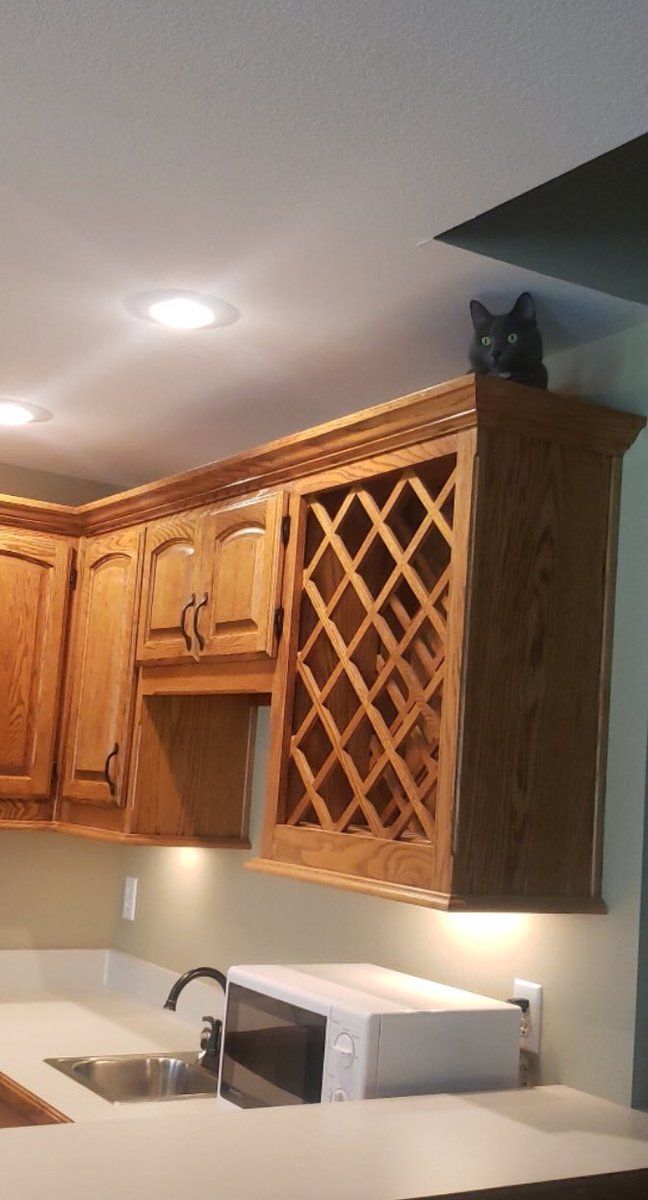 Charlie believes the wine holder is a ladder to reach new heights!  #CatsOfTwitter #chalie #innovation