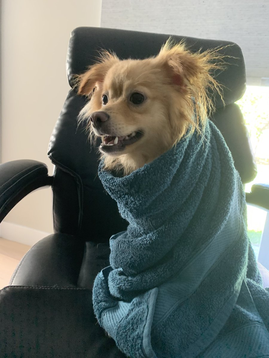 official_floof's tweet photo. All clean! https://t.co/Zd9D8mw1pk