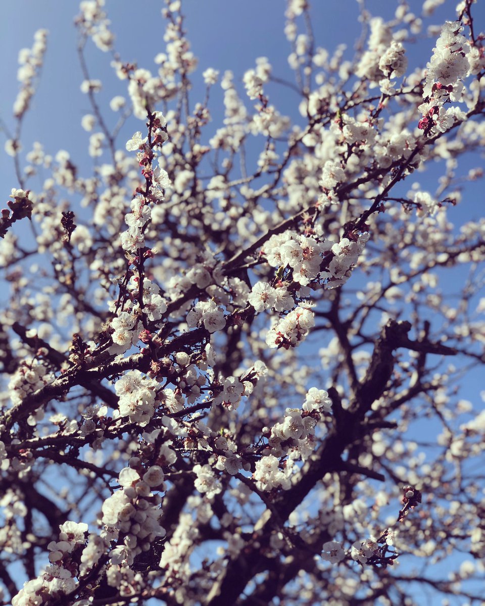 〰 N ᴇ ʜ ᴀ 〰 tweet media