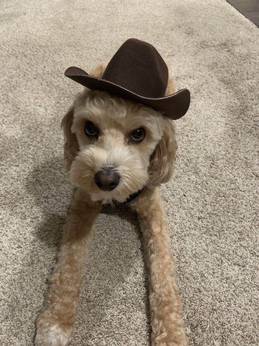 #milo in the #minihat