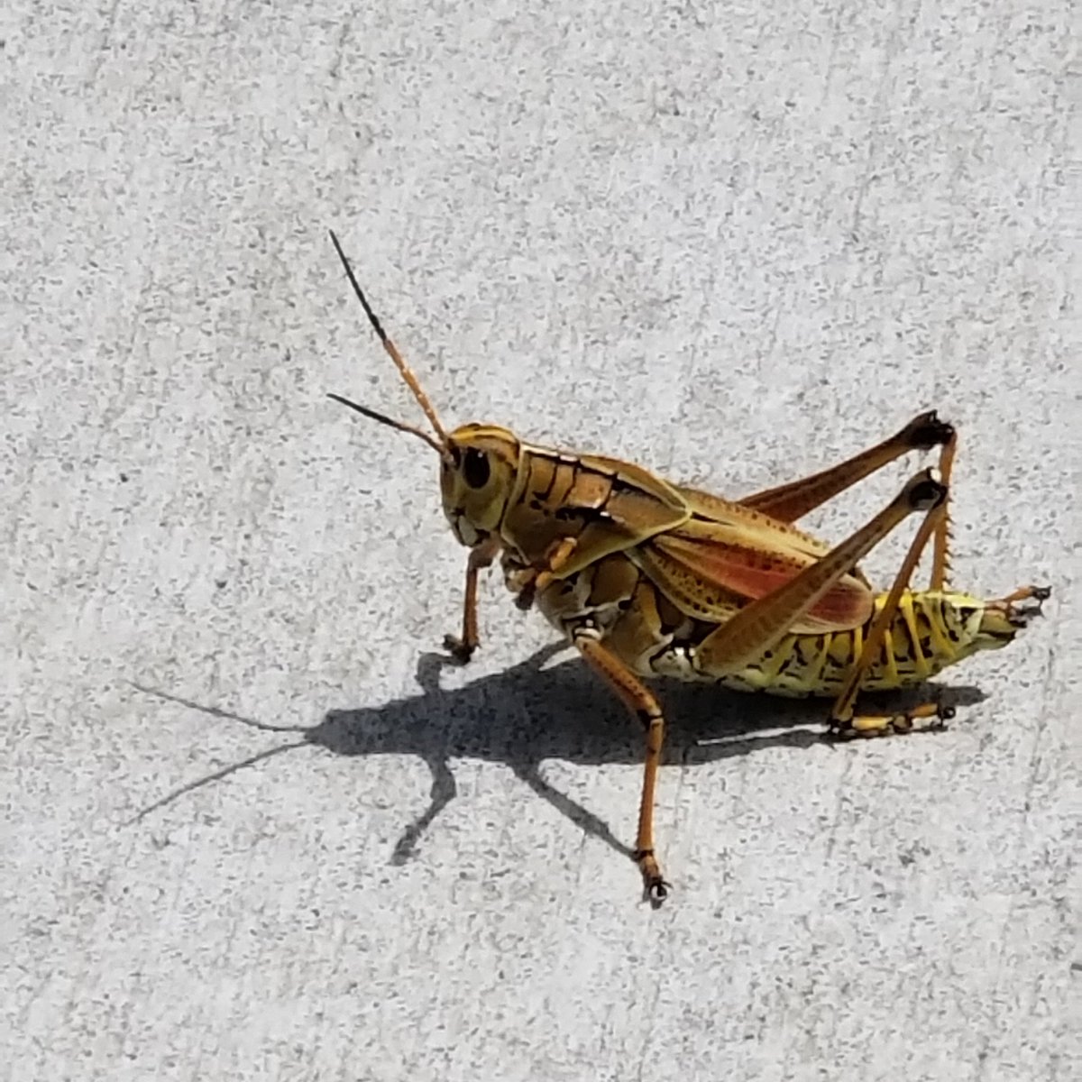 twinkilifestyle's tweet photo. I love seeing @pokemon in real life πππ but honestly though i dont know what this #insect even is
.
.
.
#animals #nature #thebeautyinnature #floridaanimals #floridainsects #floridacreatures #pokemon #beedrill https://t.co/9uUsJ8iZqp