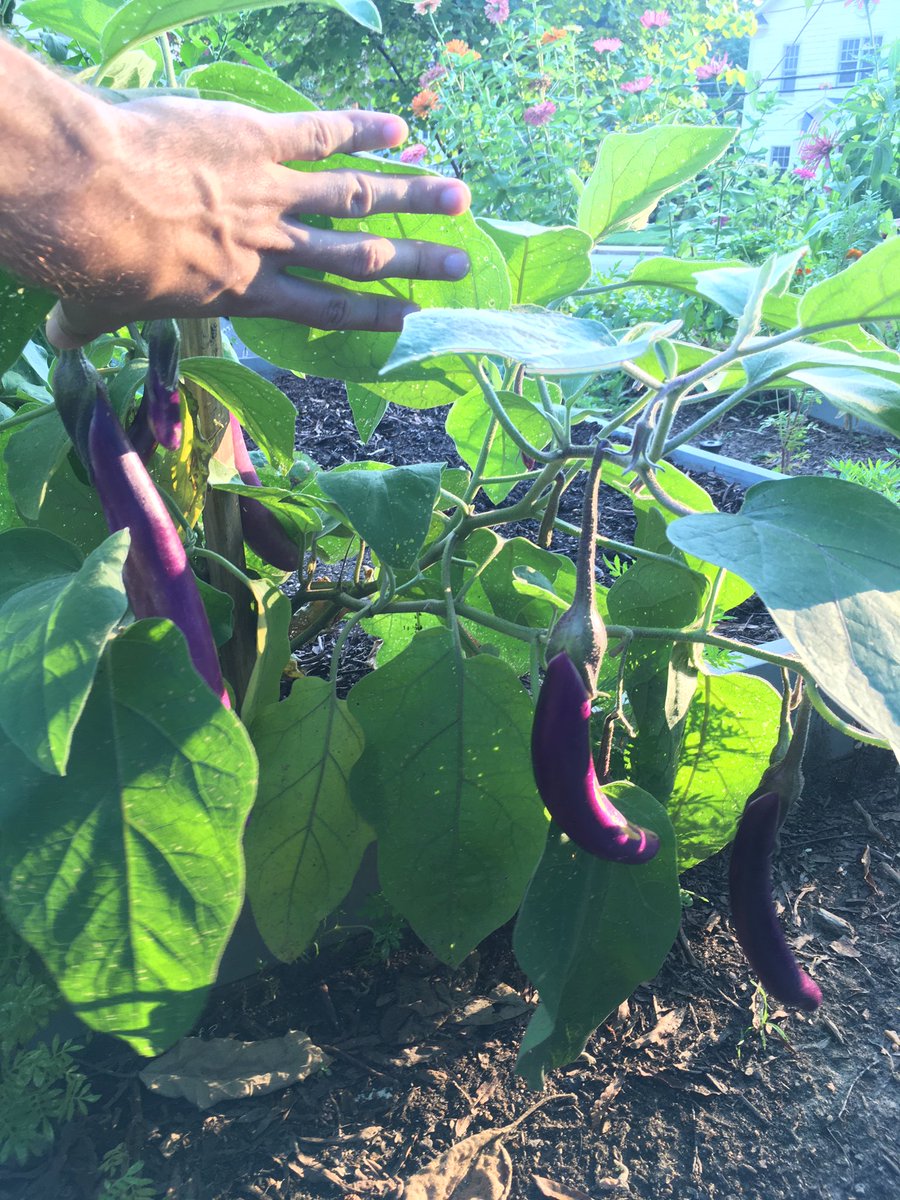 the cucumbers and about half the tomato plants have given up the ghost but the eggplant and okra are in their prime and shell beans are now producing