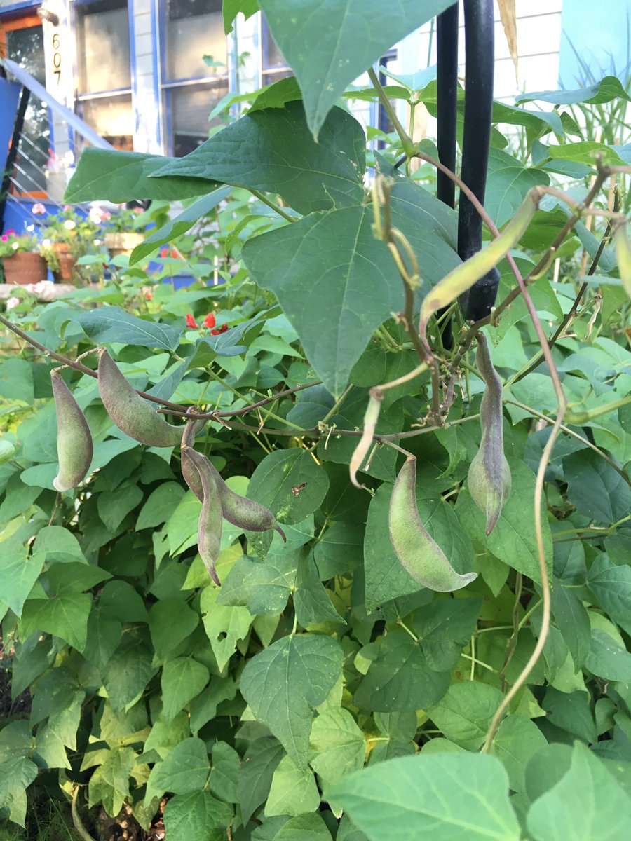 the cucumbers and about half the tomato plants have given up the ghost but the eggplant and okra are in their prime and shell beans are now producing