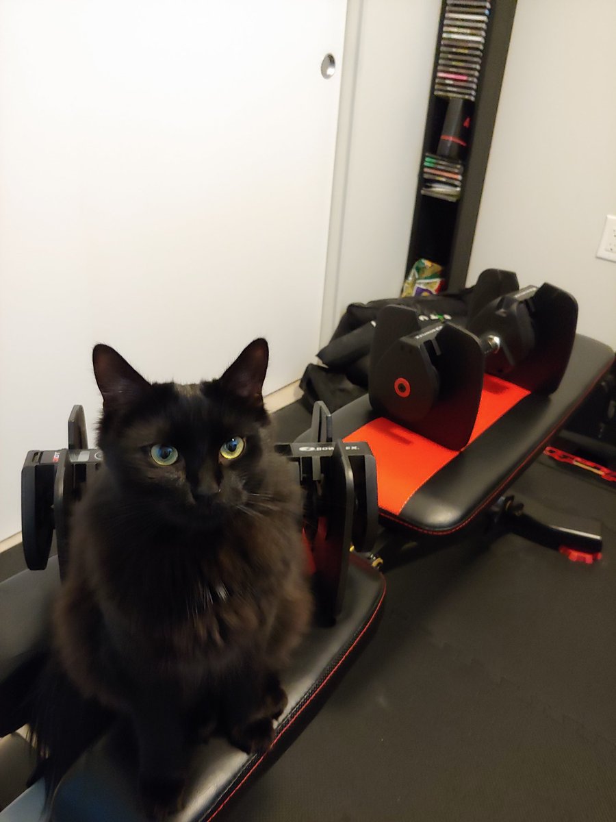 LexaFayte's tweet photo. I'm gonna get buff!
#cat #FitKitty #StrongKitty https://t.co/g0veIrPmvm