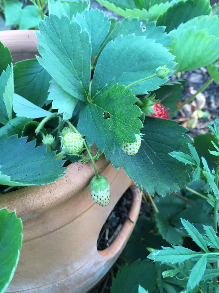 the weirdest thing is that the strawberries are finally here like 6 months late??