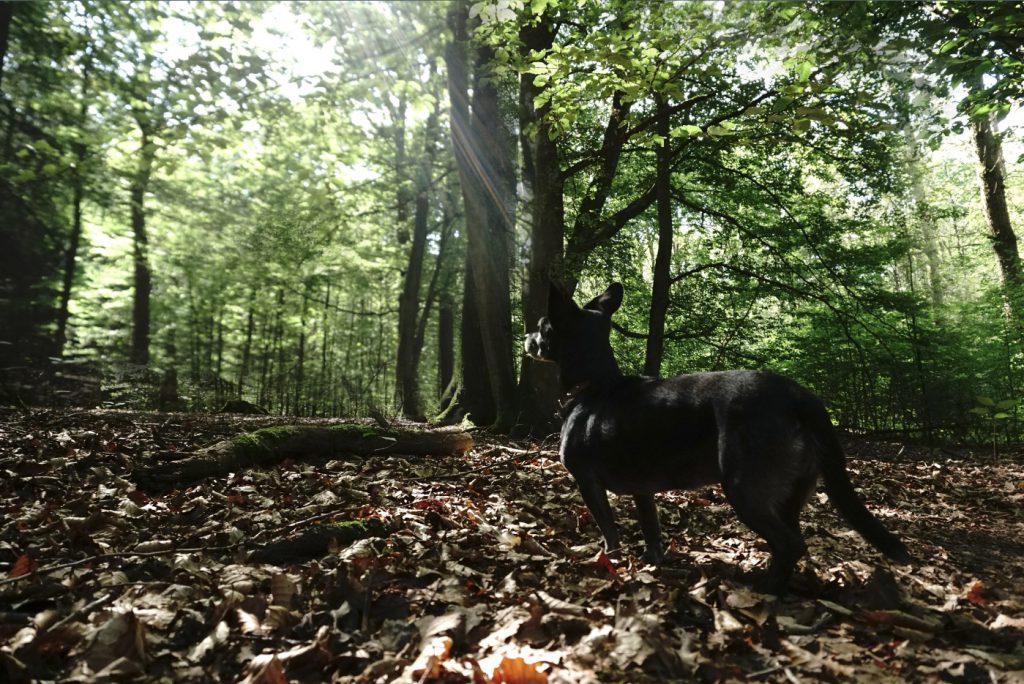 InfoHundsfutter's tweet photo. #Vegan #nutrition is #climate protection. My dad was a hunter and he would probably hate me for my favorite snacks being the #vegan #chewbones from #hundsfutter.
https://t.co/o4dy4KA2n4 https://t.co/zUS2Cyu7AN