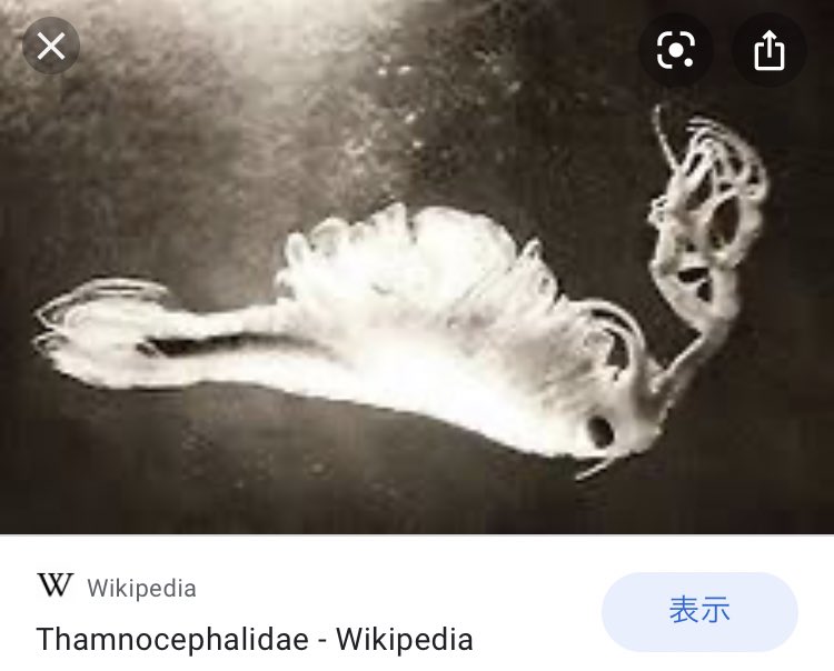 @japanfossil @ni075 @Exodus_Solidus Phallocryptusは初見でした ...