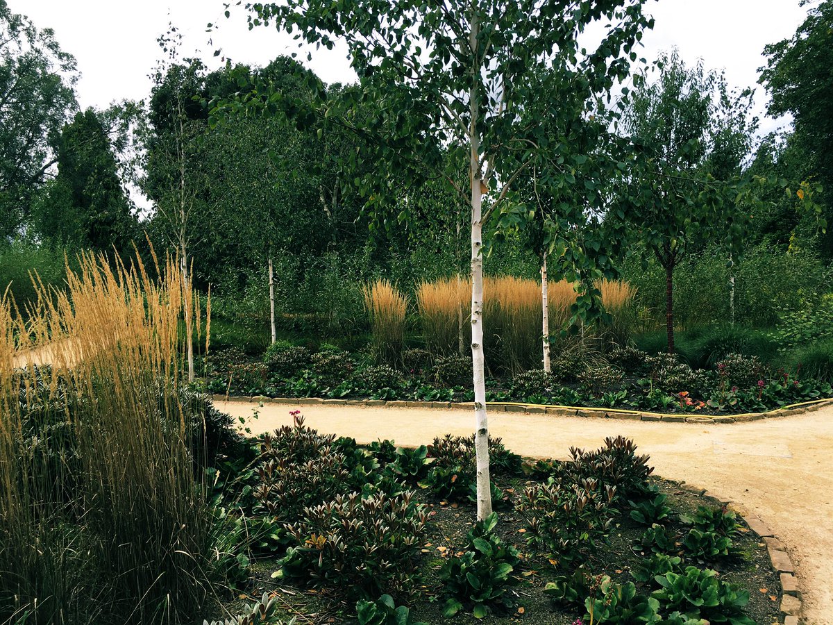 PlantHunter2's tweet photo. In most of famous gardens Calamagrostis looks upright because foliage is trimmed at the base. 
カラマグロスティスをまっすぐに見せるコツは根本付近の葉を切ってまっすぐに伸びた茎だけ残すことだった。#ornamentalgrass #オーナメンタルグラス #garden #ガーデン #gardening #ガーデニング https://t.co/0t7lmVamka