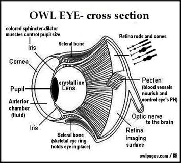 Did you know owls don’t have eye "balls"? Owl eyes are more cone or rod shaped, fittingly, given that cones and rods describe retinal cells and owls have amazing vision. But their retina does not have cone cells so they see black and white... /28