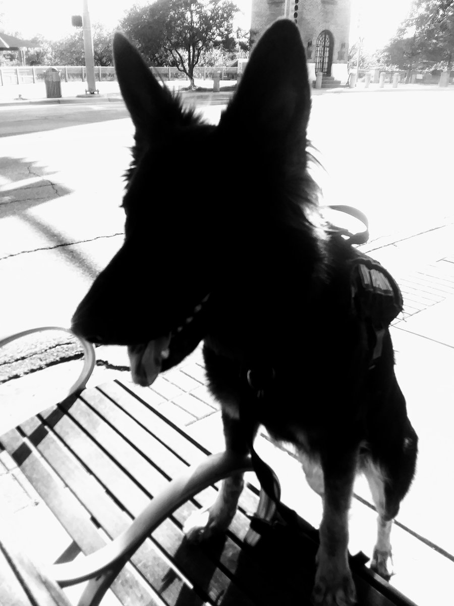theseboneslive's tweet photo. What Krijger K9 Trains for .... FUTURES NO ONE CAN SEE..... https://t.co/5MX9CtS1qk