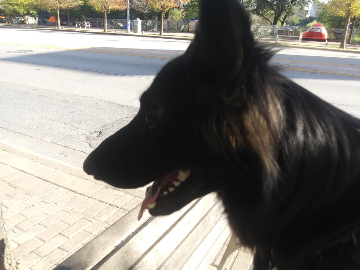 theseboneslive's tweet photo. What Krijger K9 Trains for .... FUTURES NO ONE CAN SEE..... https://t.co/5MX9CtS1qk