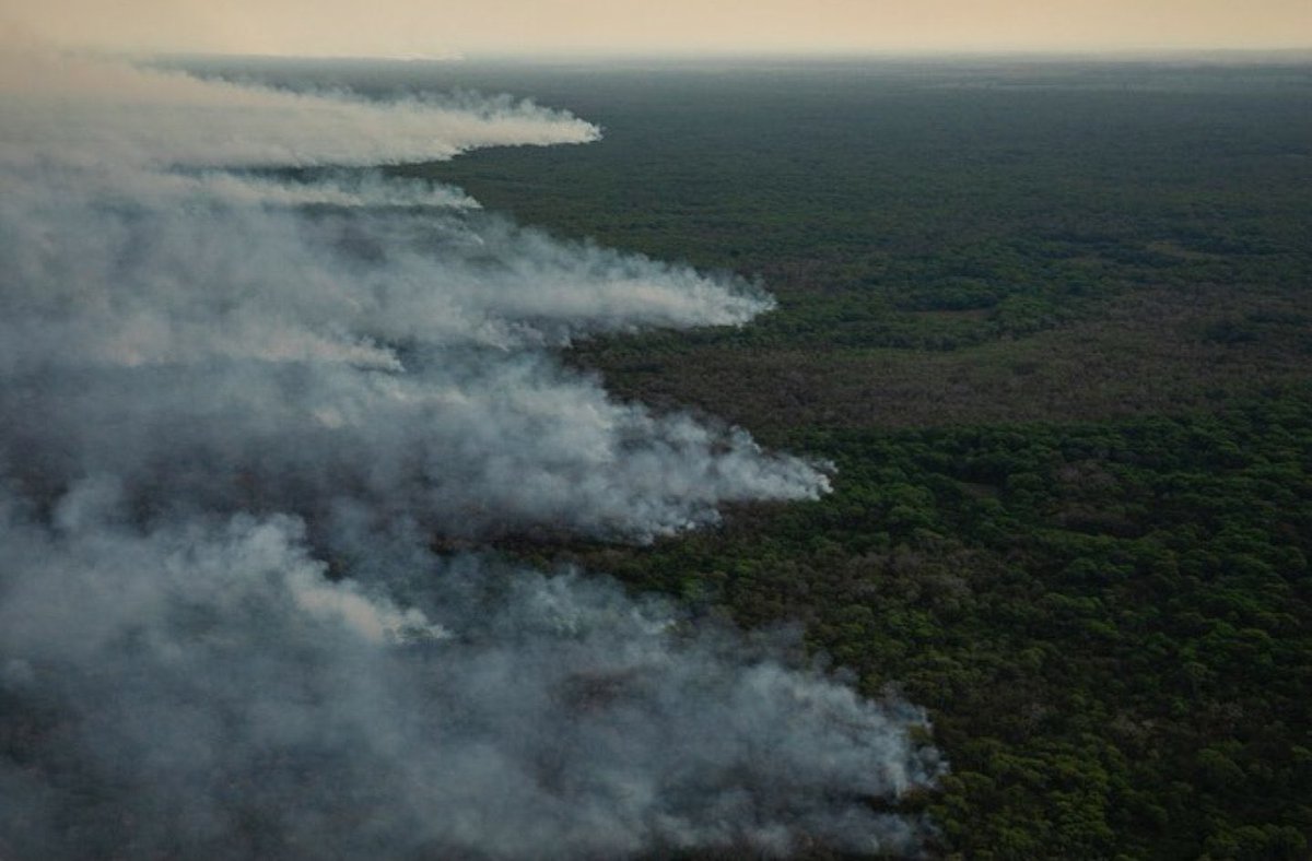 pamtaketomi's tweet photo. THREAD

Como doar para as equipes que estão combatendo as queimadas do Pantanal e resgatando, tratando e cuidando dos animais. Segue o fio👇🏽 #AjudaPantanal 

(Mais de 2 milhões de hectares já foram devastados pelo fogo!) https://t.co/KvAzb6FDqo
