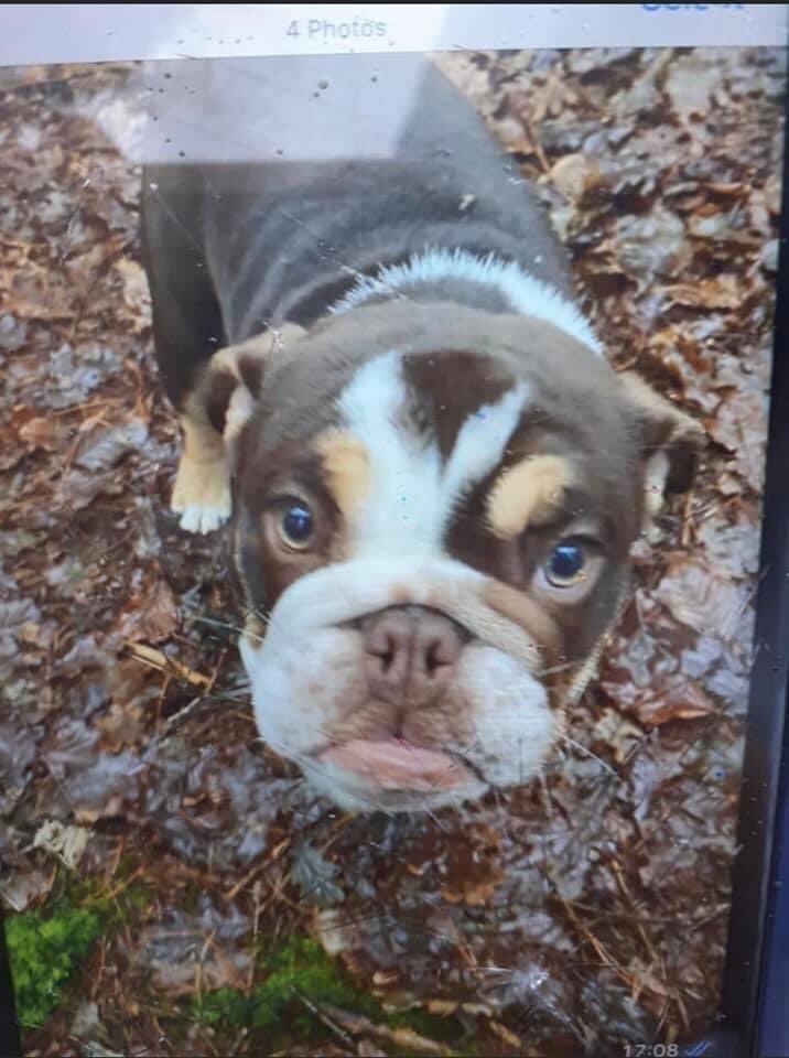 rosiedoc666's tweet photo. Please keep your eyes peeled for this #bulldog who has been #stolen today the #van she was in was found #abandoned in #meltham!! Please share shes only 7 months old and the owners are devastated 💖 #REWARD IF FOUND!

https://t.co/xm1f4qnwHt
@bs2510 @DianeMailer @HunnyJax https://t.co/dbGAOs6wll