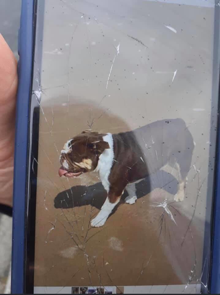 rosiedoc666's tweet photo. Please keep your eyes peeled for this #bulldog who has been #stolen today the #van she was in was found #abandoned in #meltham!! Please share shes only 7 months old and the owners are devastated 💖 #REWARD IF FOUND!

https://t.co/xm1f4qnwHt
@bs2510 @DianeMailer @HunnyJax https://t.co/dbGAOs6wll