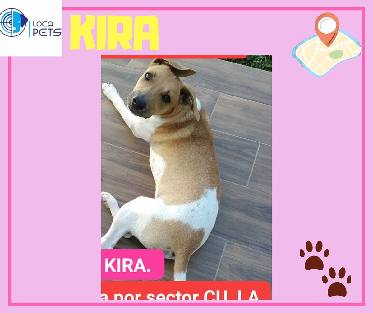 locapet's tweet photo. 📣SE BUSCA
05/SEPTIEMBRE/20 #KIRA CRIOLLA 
HEMBRA 11 MESES  SECTOR CU, RESIDENCIALES HACIENDA, COL. AGRARISTA MEXICANA Y BUENAVISTA. CULIACAN SINALOA BLANCA CON MANCHAS COLOR CAFÉ, SU NARIZ Y ALREDEDOR DE SU NARIZ TIENE COLOR NEGRO
6671023108
#locapets 
#buscandoakira
#culiacan https://t.co/duhaKbzPpp
