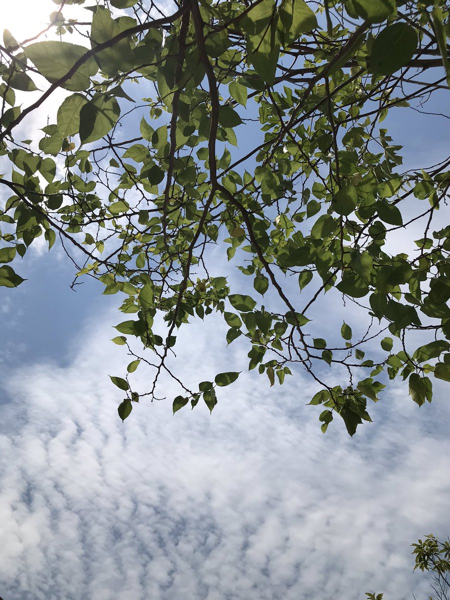 Enjoying my lunch with my friend under a tree is my favorite thing to do at school🌿❤️