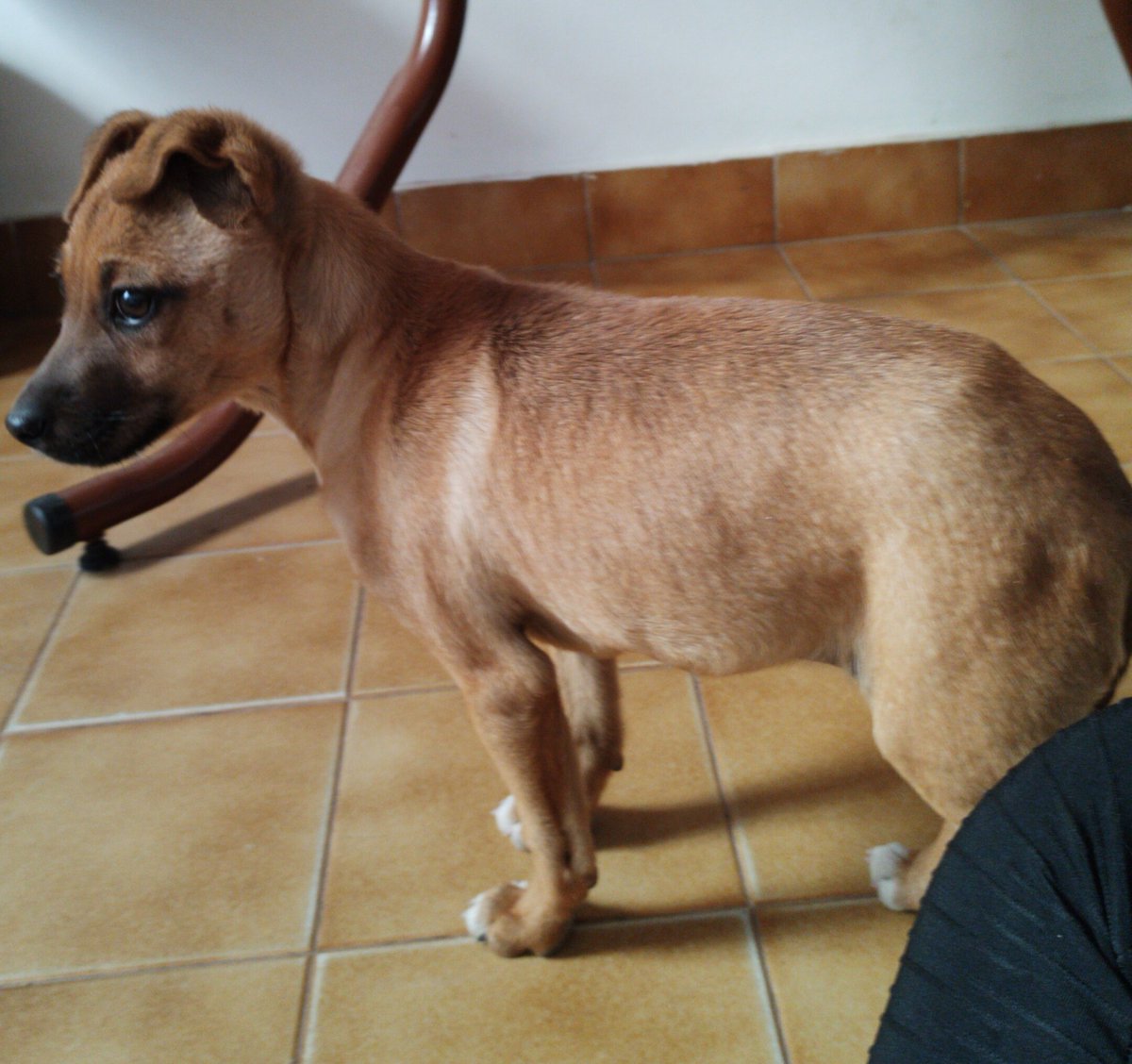 AgussLovera's tweet photo. Busca tránsito u hogar 😭 necesito ayuda porque no puedo tenerla. Fue rescatada de una mala familia. Debe tener algo de 3 meses, es muy dulce y juguetona. Por favor, difundir 🙏🏻 https://t.co/JlFfkdytiz