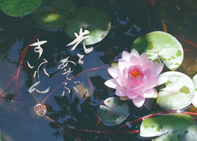 睡蓮 高画質 のtwitterイラスト検索結果 古い順