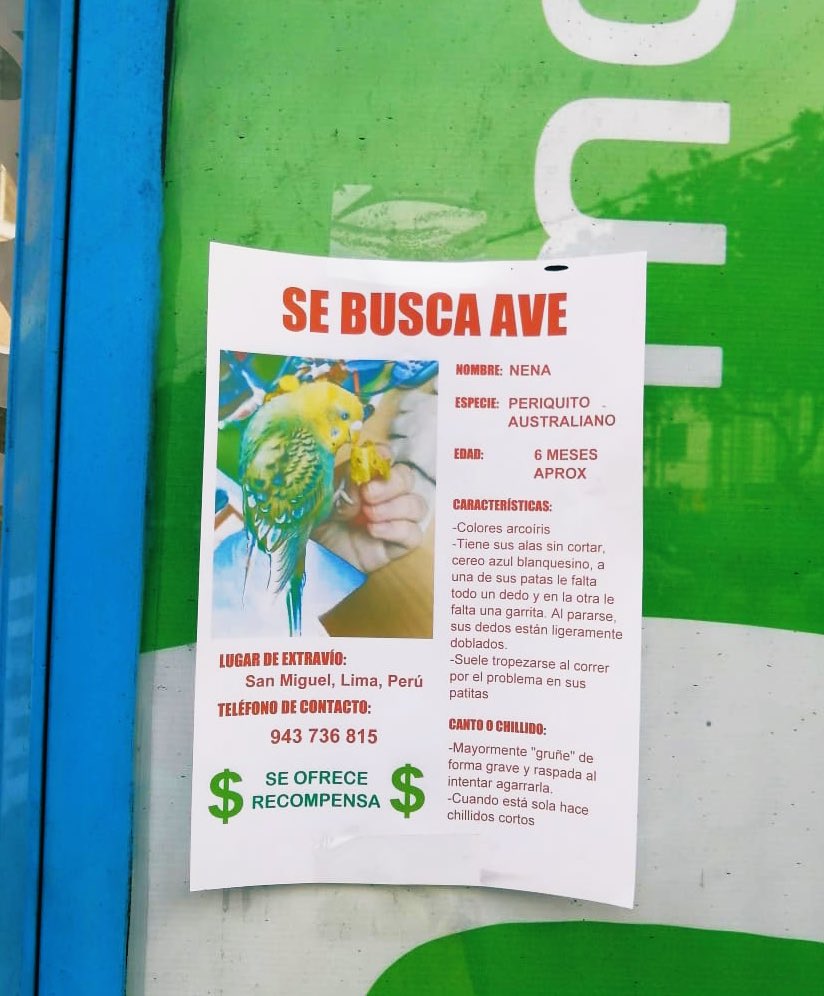 Lacodorna's tweet photo. Hola a todos!!! Vi este anuncio en San Miguel, no conozco a la persona que lo puso, pero sé lo que es perder un ave😞
Su apoyo compartiendo con todos!!!
🔊🦜🔊🦜🔊🦜
@rescate_sos @munaype @ADAPeru17 @animazulover @AnimalistaPeru @vozanimalperu @FundacionRayit0 @ALCOPERU @ASPDAP https://t.co/i1KGngcaBI