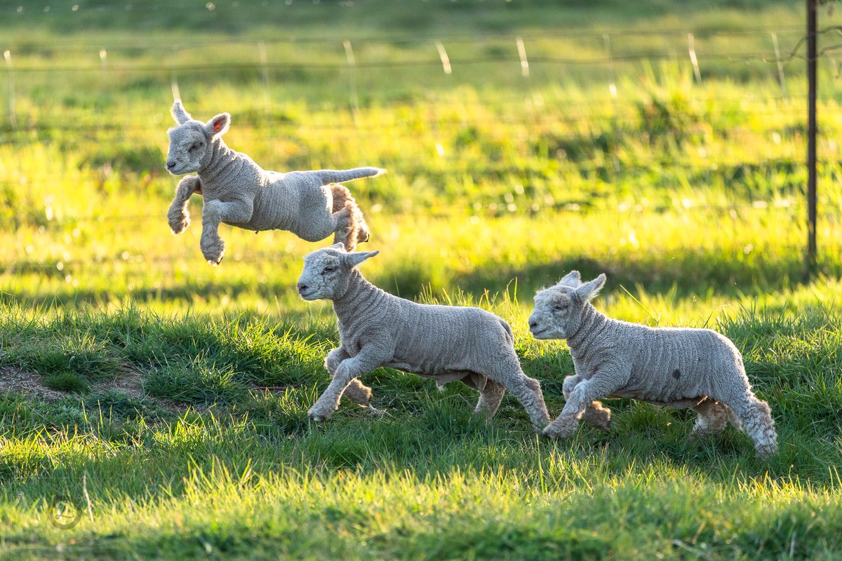 Lambs who can fly