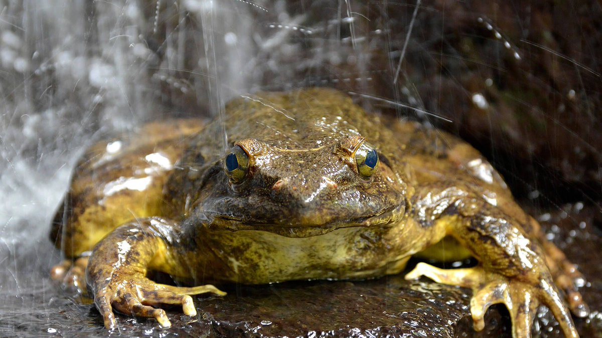The Goliath frog is the largest frog in the world. It can reach up to 12.5 inches in length and weigh 7.2 pounds. 🐸 #FactManiac