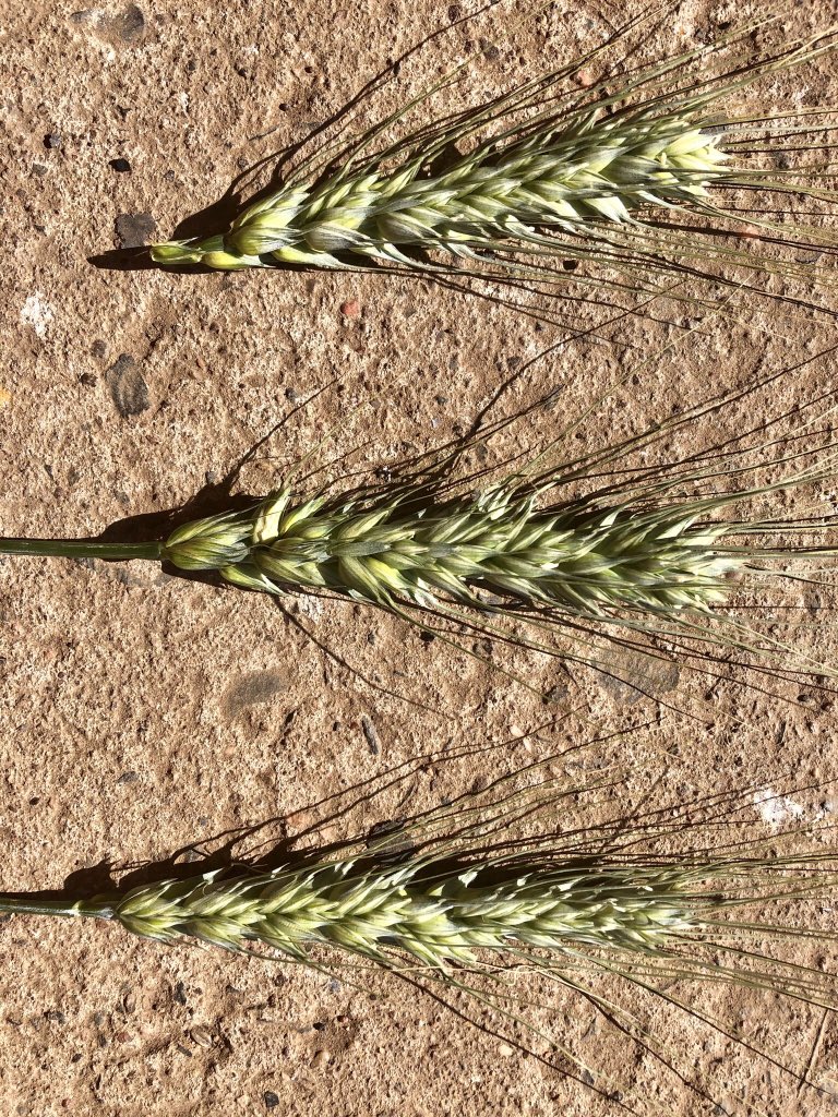 Greg Waddell tweet media