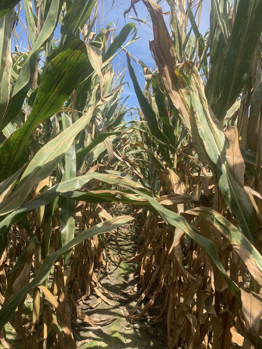 sam_dunkmann's tweet photo. Miravis Neo left picture, No treatment on right. 6 rows apart. G10L16-3330A, planted 4/20/20 #SeeingGreenContest #hagieapplied https://t.co/kz9ldglrOa
