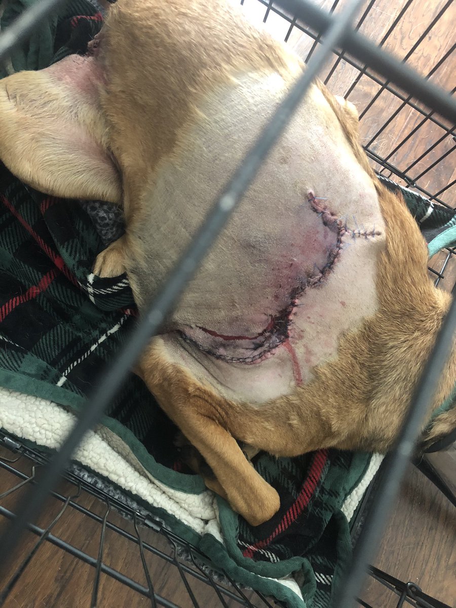 ducksareinarow's tweet photo. My 83 lb dog got attacked by a coyote last night. Fucked him up good. 

Before and after attached. https://t.co/lwqHGLX8OH