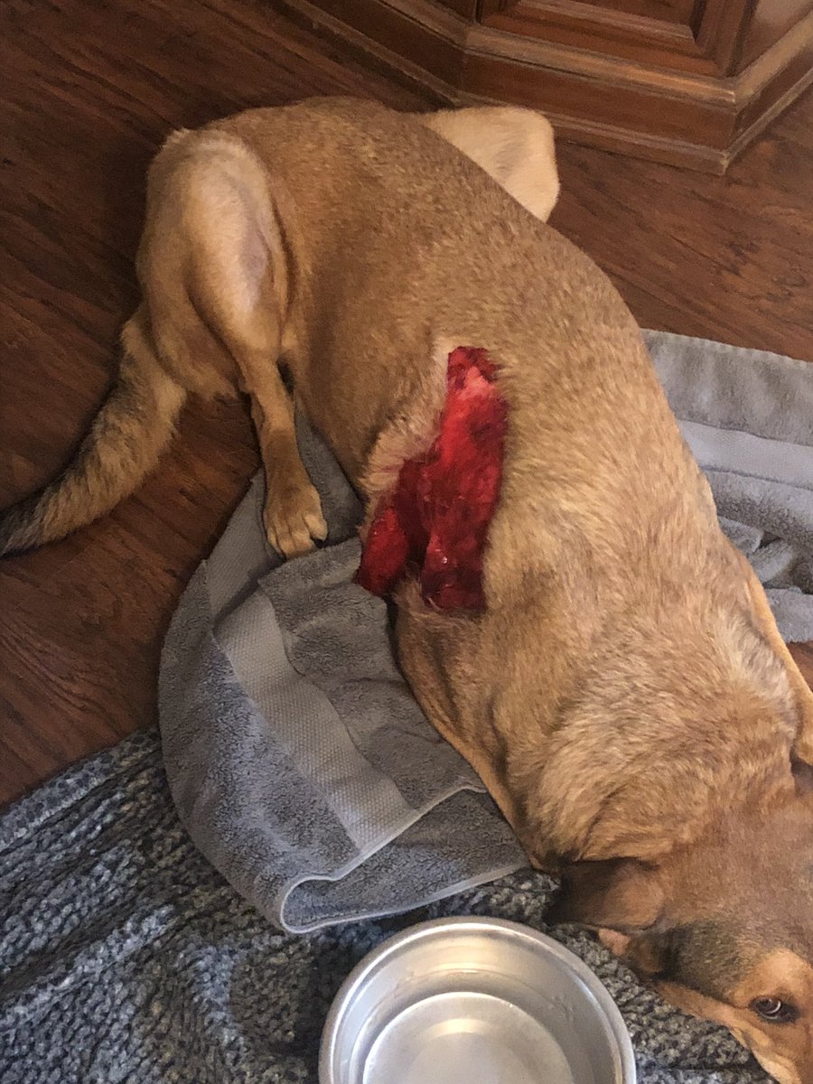 ducksareinarow's tweet photo. My 83 lb dog got attacked by a coyote last night. Fucked him up good. 

Before and after attached. https://t.co/lwqHGLX8OH