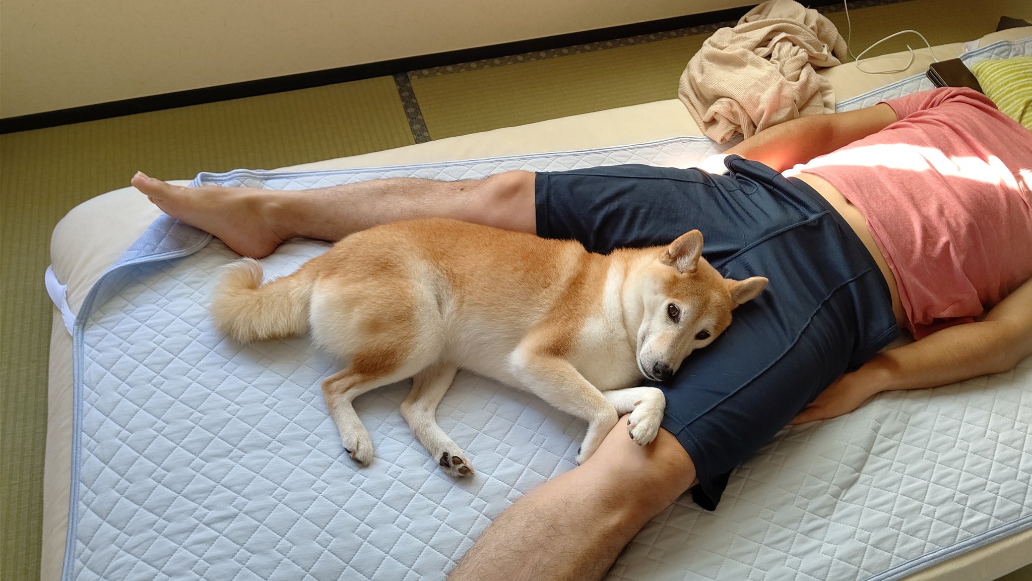 股間犬 Twitter Search Twitter