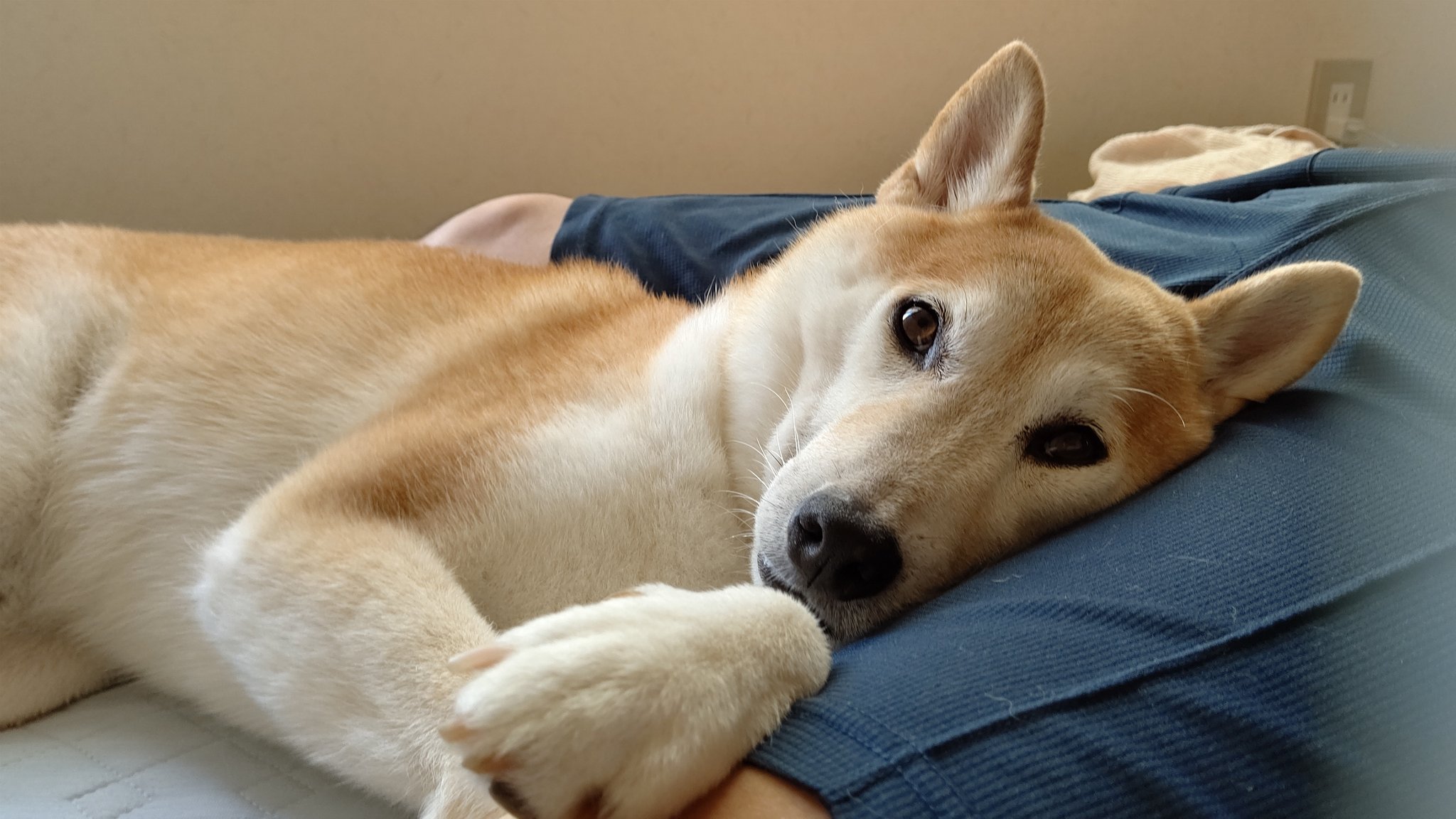 股間犬 Twitter Search Twitter