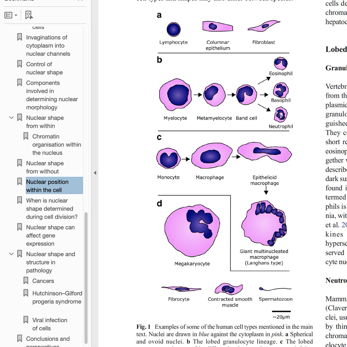 Benjamin Skinner and Emma Johnson  @Cambridge_Uni wrote a long review of nuclear morphologies in Chromosoma in 2017 which describes the links between structure and function. This lovely figure is from their paper./41