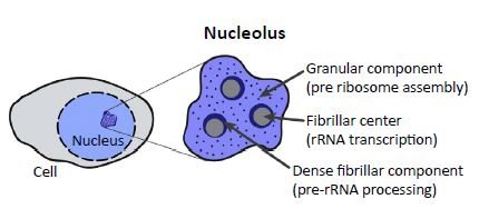 Nuclear shape, polarity, and position within the cell is a really dynamic process, depending on the activity level of transcription and numerous other factors. There are numerous substructures – the largest by far is the nucleolus, where ribosome biogenesis happens.