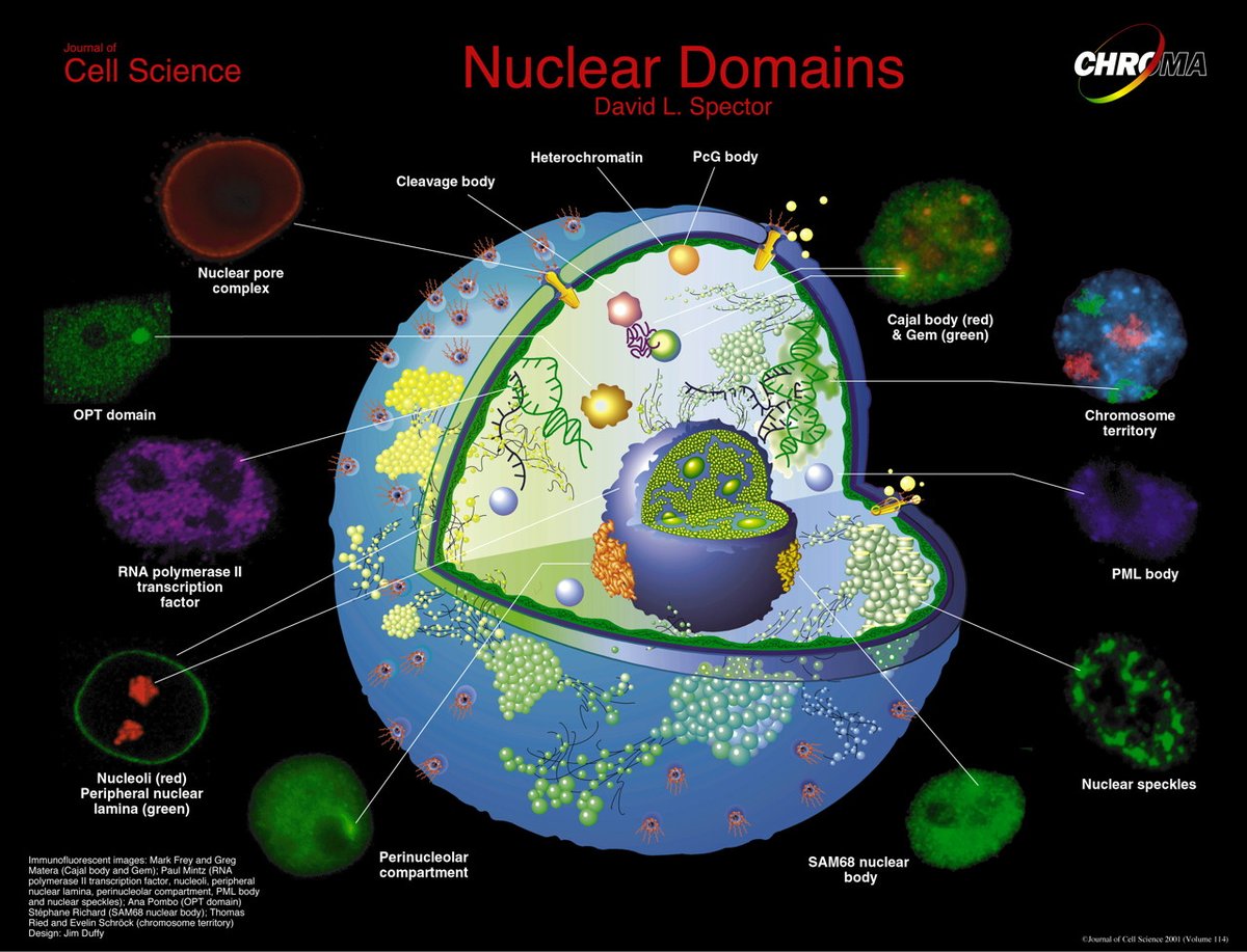 Once one ventures beyond traditional light microscopy, using electron microscopy and fluorescent probes, there are all sorts of weird and wonderful nuclear substructures. This gorgeous image is by David Spector  @CSHL from Journal of Cell Science in 2001./42