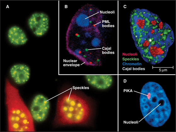 Then there is the “polymorphic interphase karyosomal association” (PIKA) first described in 1991  @hopkinsmedicine by the Earnshaw lab…/47