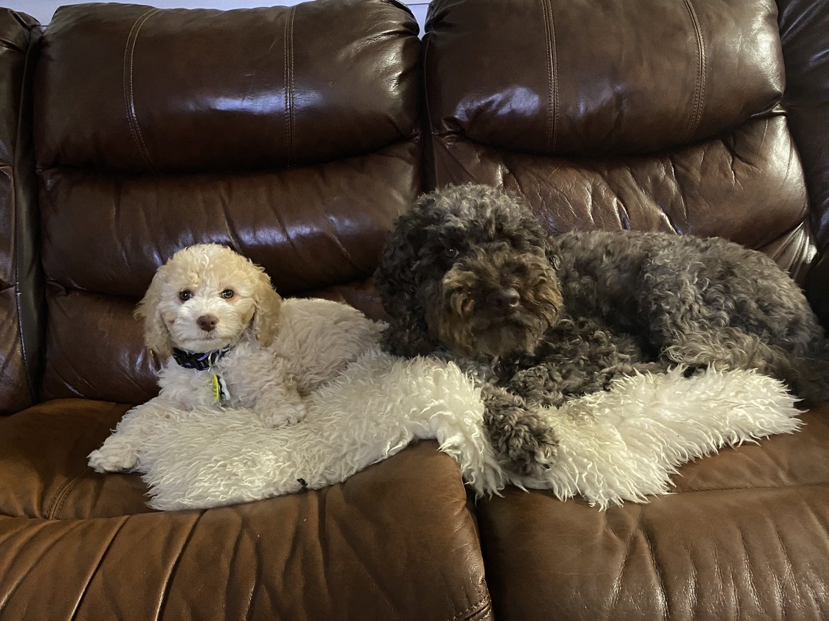 Wolvi1's tweet photo. @HemingwayMuse Ridley our new pup and Tikka her older sister who isn’t too sure about her yet:) both are Doodles. https://t.co/ZNwn4qo4r1