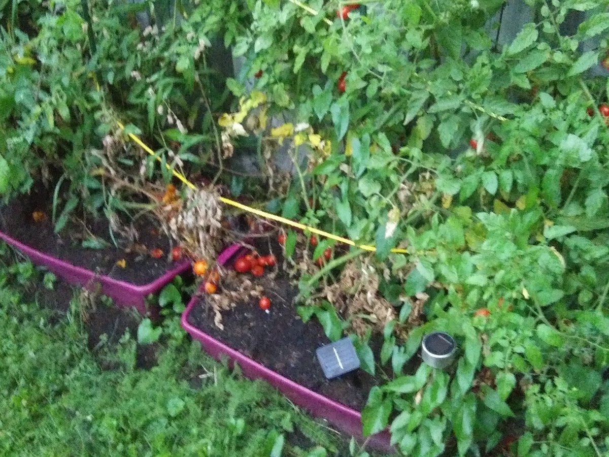 Iustian Government tweet media