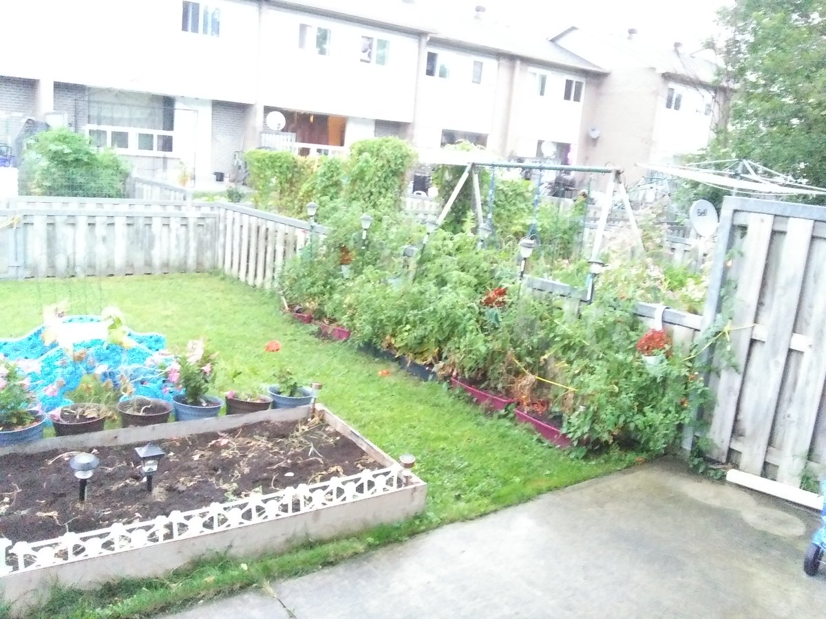 Crops planted by the National Produce Cooperative, being grown in Curtis City