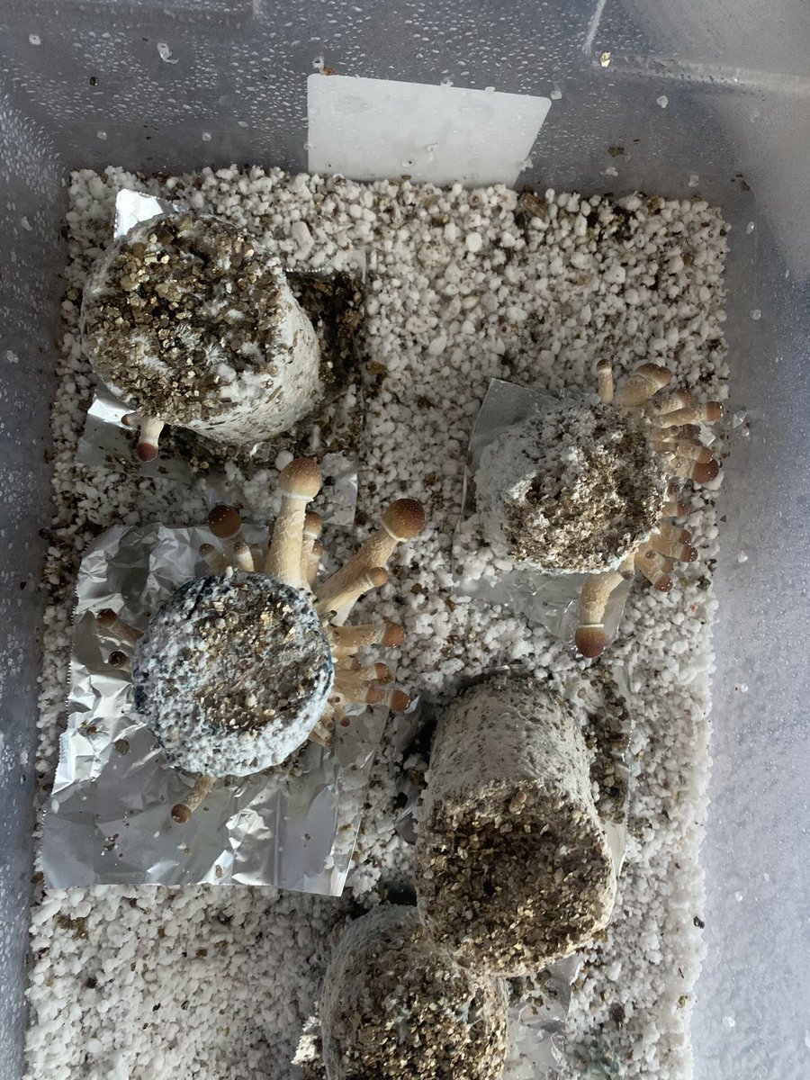 breechillaf's tweet photo. Lovely cakes 🍄❣️ #shrooms https://t.co/jXX7HRwD1j