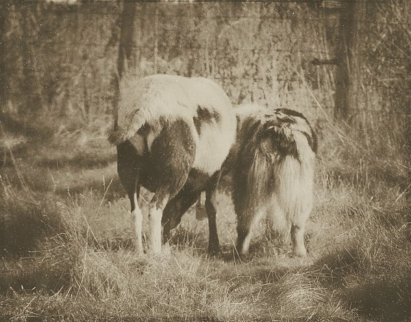 BlueSteerStudio's tweet photo. New artwork for sale! - "Farm Buddies" - https://t.co/ip7qklks3E @fineartamerica https://t.co/MSis5pppNB