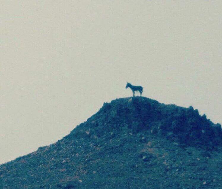 bash00099's tweet image. اعتقد قال 
كلهم مطايا 
والله اعلم 😂