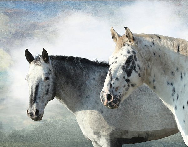 BlueSteerStudio's tweet photo. New artwork for sale! - "Misty Horses" - https://t.co/pjIbSLF9Cg @fineartamerica https://t.co/K33DRIMb4H