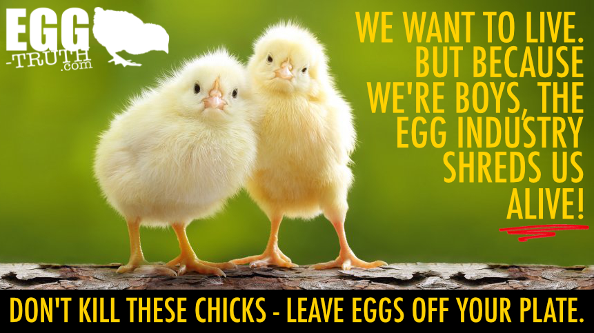 Egg_Truth's tweet photo. The industry in an 'egg' shell. #maceration #culling #malechicks #babies #slaughter #eggindustry https://t.co/KXLf1goj6Q