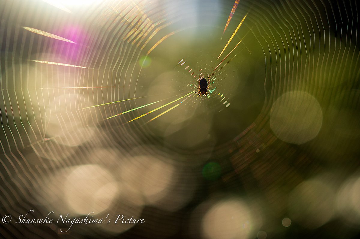 蜘蛛の巣 英語で